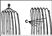 4. Тянущая ветвь ремня видна в основании ребер. Определяется по более светлым